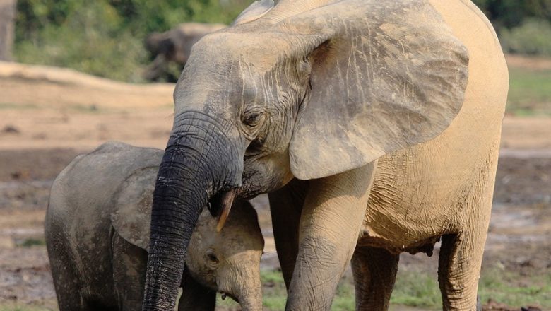 IBM y WWF-Alemania crearán una nueva solución de inteligencia artificial para apoyar la conservación de especies clave