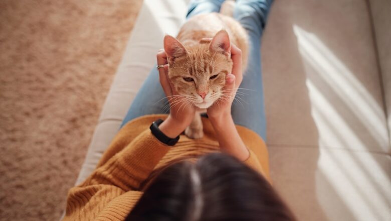 Construir hogares inteligentes para tus mascotas es más fácil de lo que parece