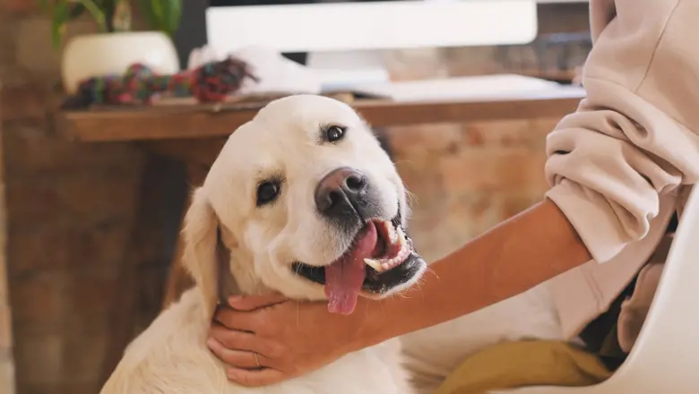 Casas inteligentes: así será el futuro de las mascotas