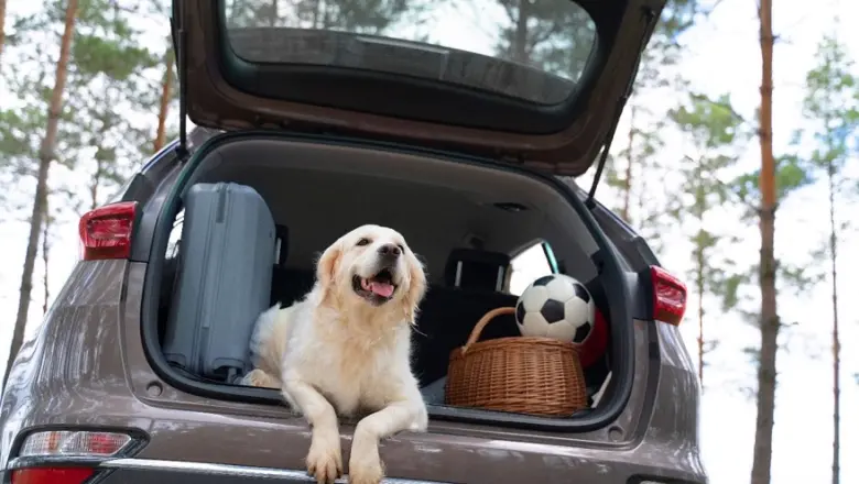 Consejos para disfrutar de un viaje por carretera con tu mascota